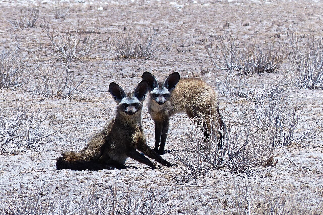 Commons: Central Kalahari