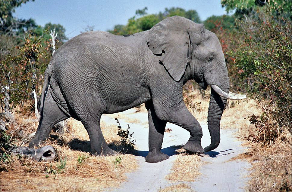 Moremi Game Reserve