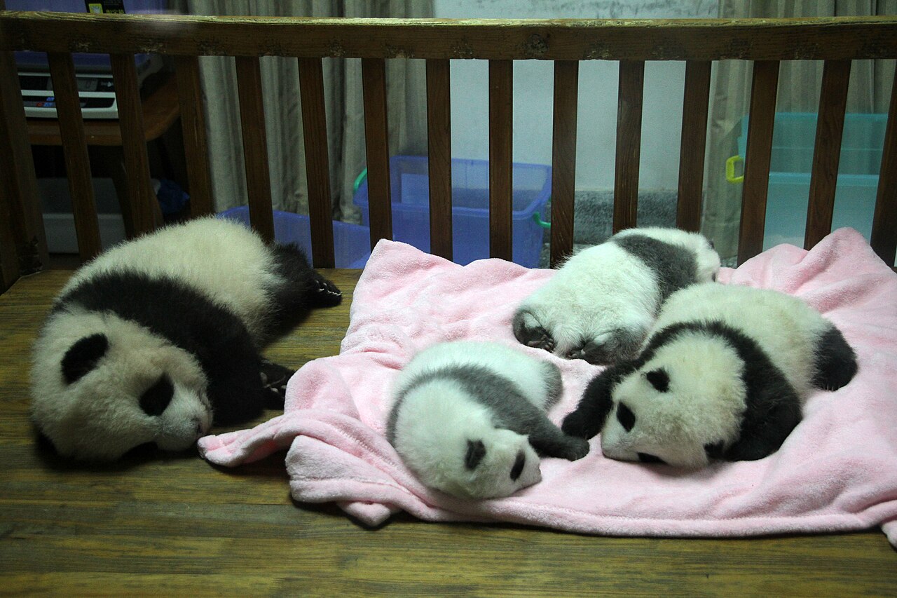 Giant pandas around the world