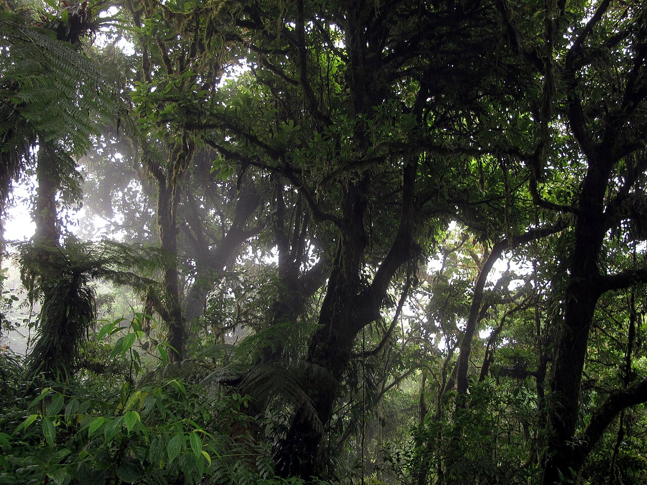 Monteverde Cloud Forest Reserve
