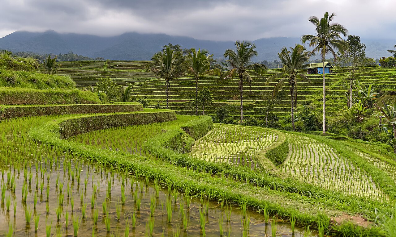 Commons: Jatiluwih rice terraces