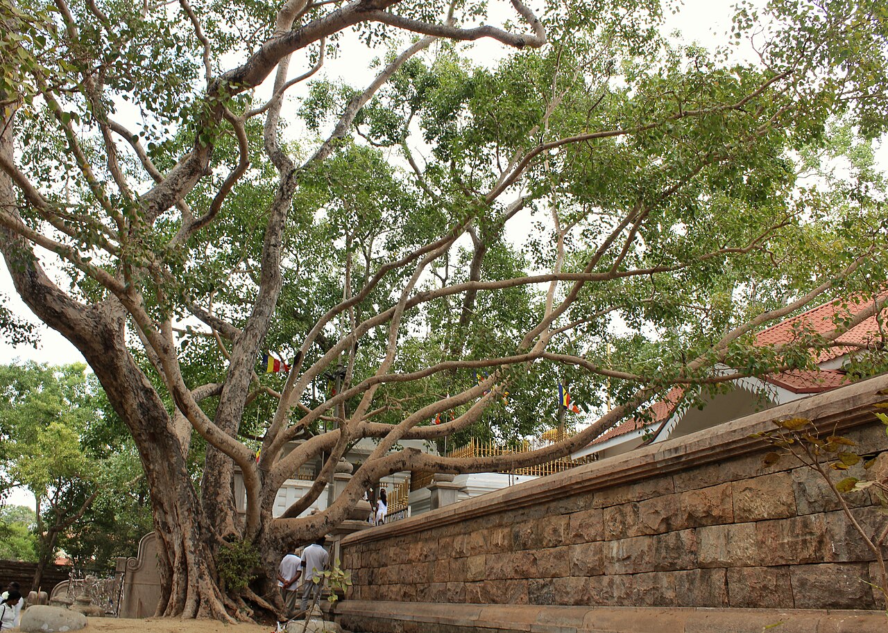Commons: Jaya Sri Maha Bodhi