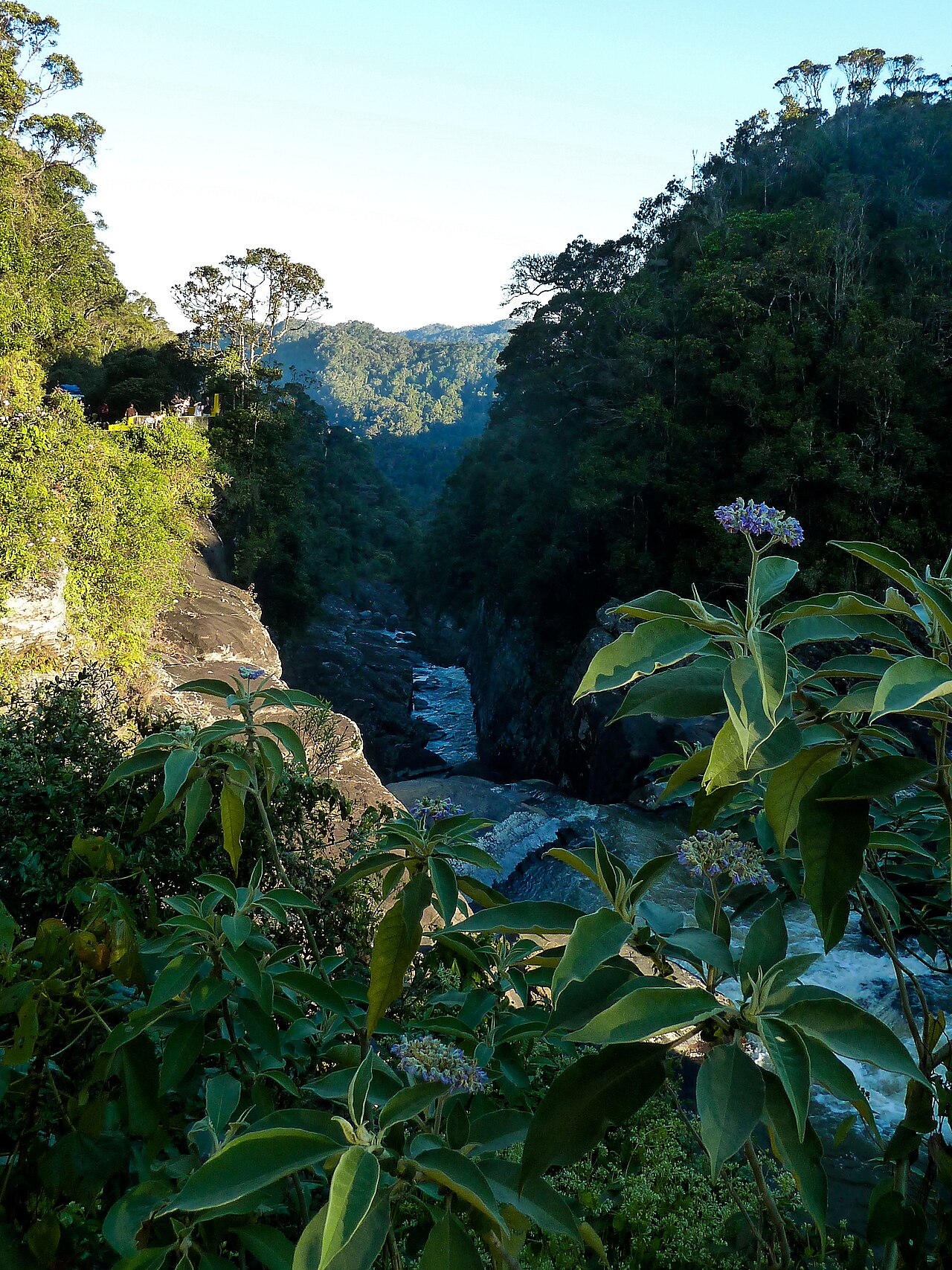 Commons: Ranomafana National Park