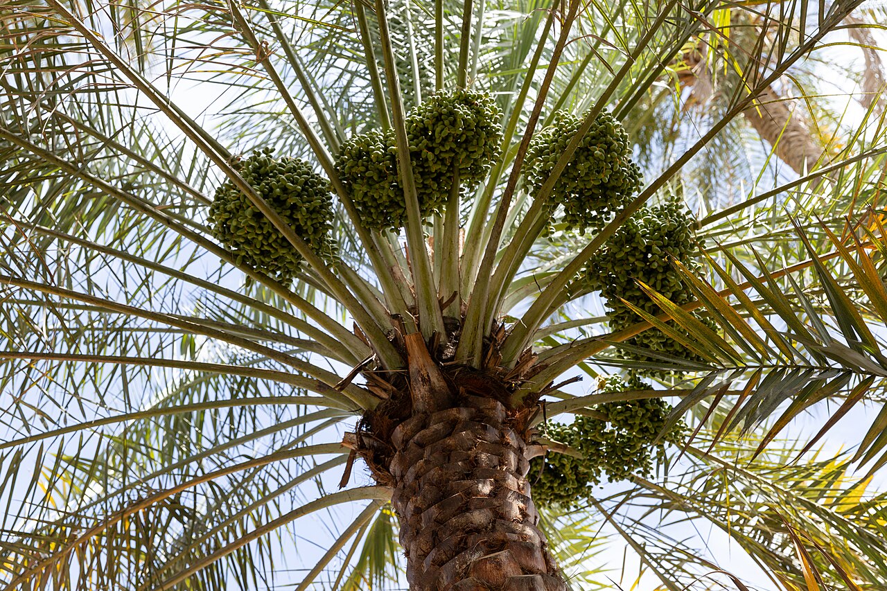 Commons: Omani dates