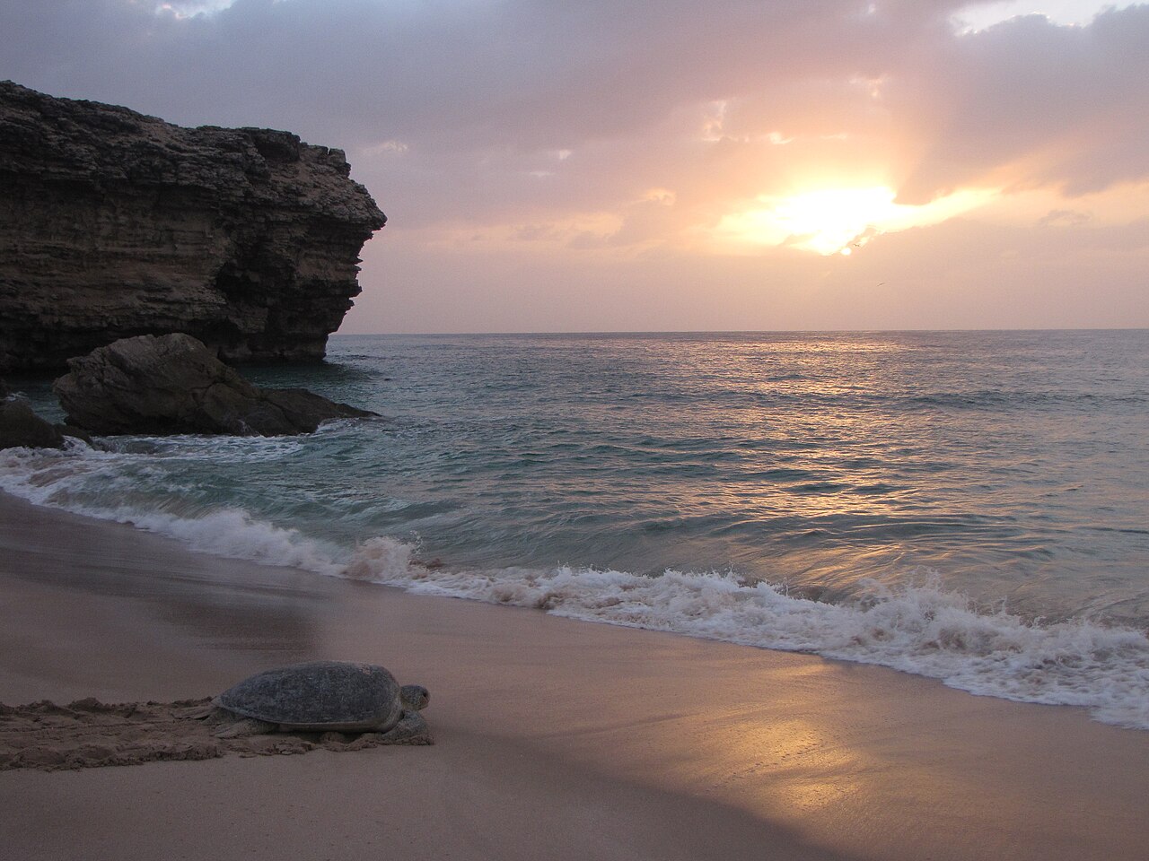 Commons: Ras al Jinz turtle