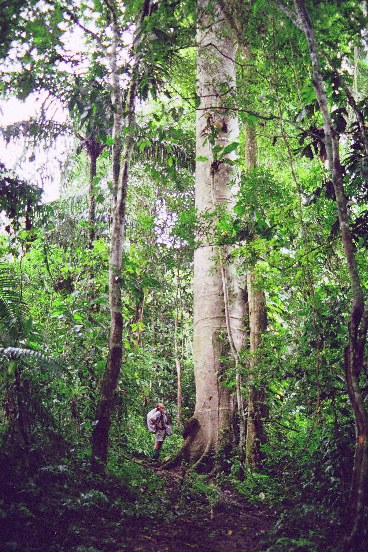 Commons: Darien Panama forest