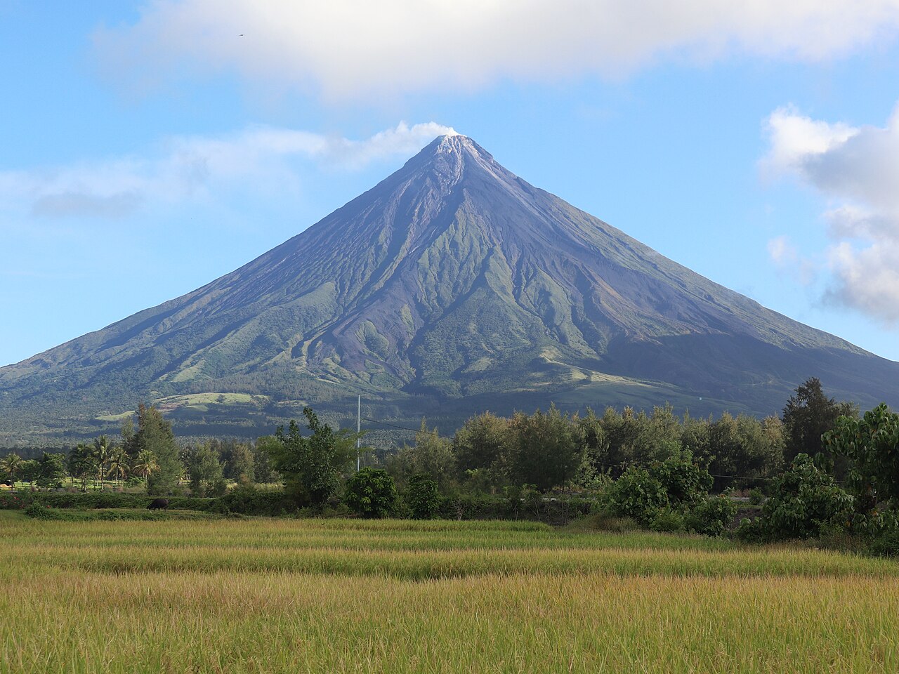 Mayon