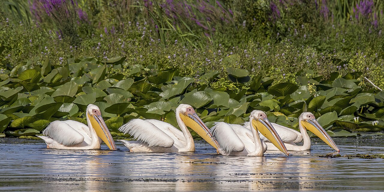 Commons: Danube Delta Romania