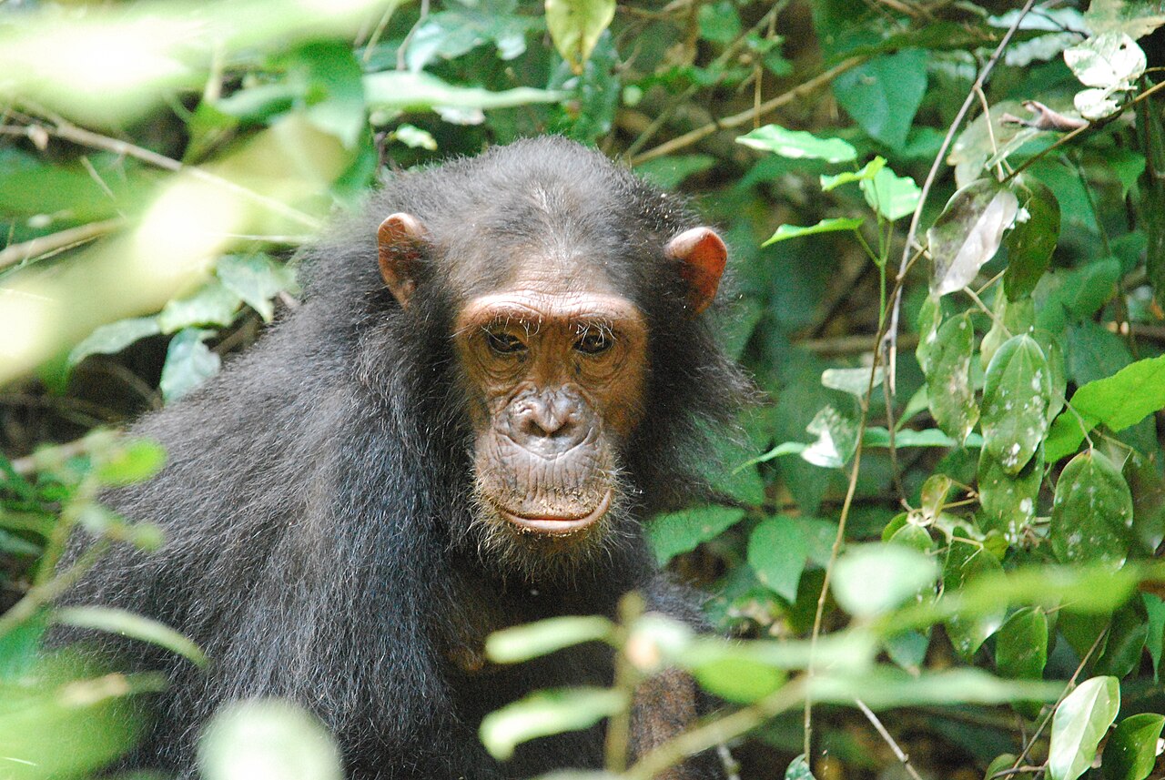 Commons: chimpanzee Gombe