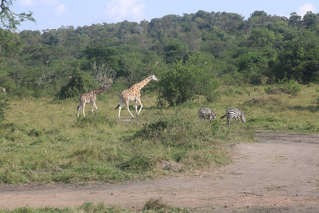 Commons: Lake Mburo National Park