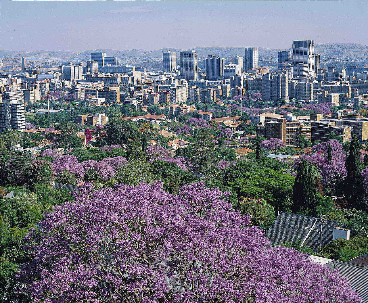 Commons: Pretoria jacaranda