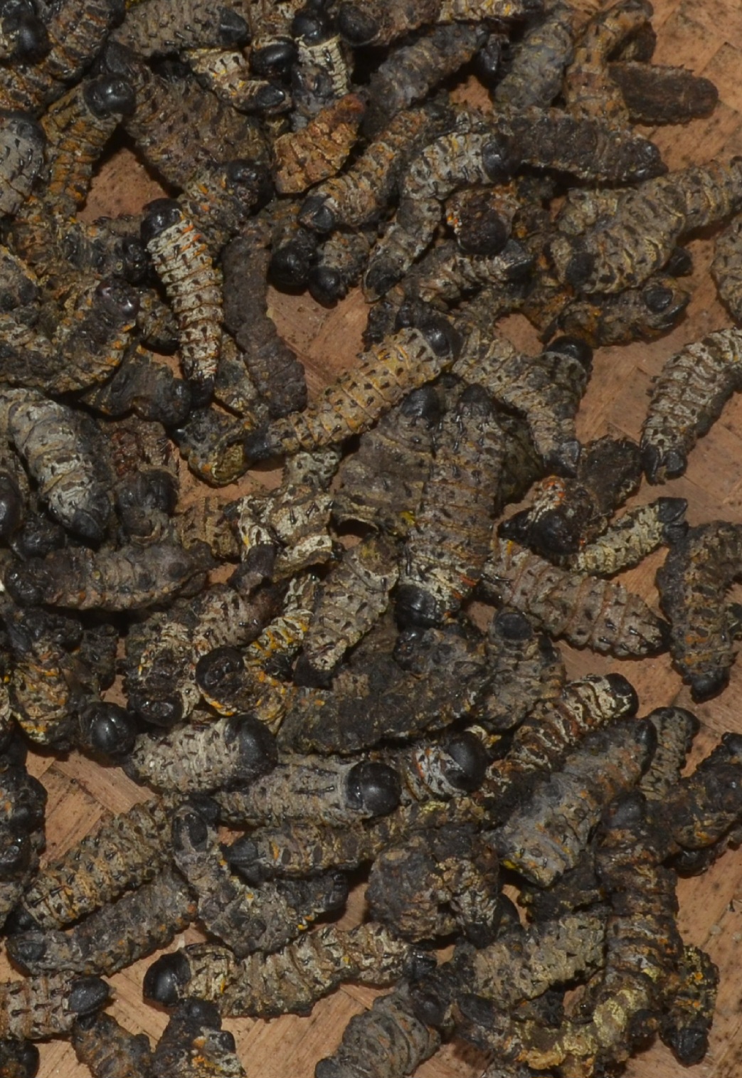 Commons: Mopane worm Madora